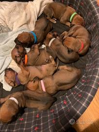 Splenditi cuccioli di Rhodesian ridgeback