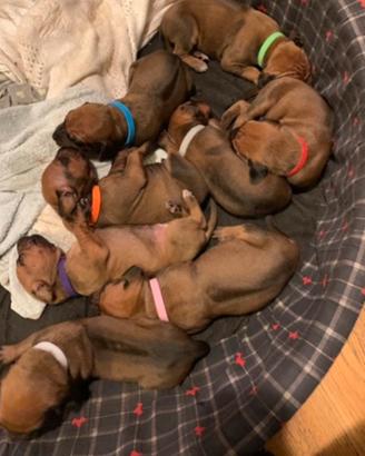 Splenditi cuccioli di Rhodesian ridgeback