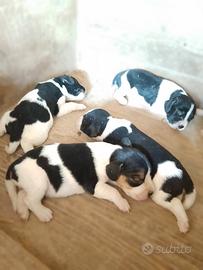 Cuccioli Beagle - Breton