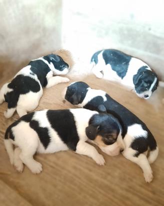 Cuccioli Beagle - Breton