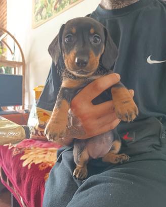 Cuccioli bassotto femmina