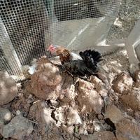 Gallina mugellese nana con pulcini legbar