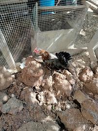 Gallina mugellese nana con pulcini legbar
