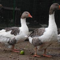 Oche Pezzata Veneta - coppia di riproduttori