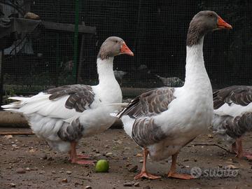 Oche Pezzata Veneta - coppia di riproduttori
