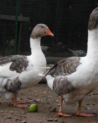 Oche Pezzata Veneta - coppia di riproduttori