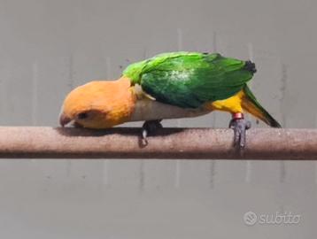 Caicco testa gialla singolo