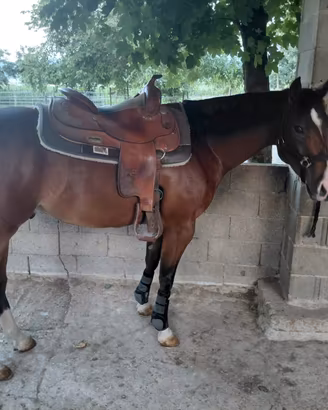 Quarter horse 