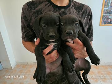 cuccioli di Cane Corso 