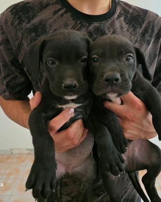 cuccioli di Cane Corso 