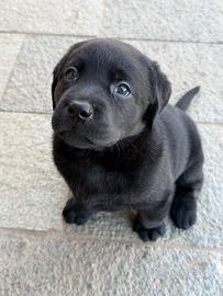 Cuccioli di Labrador Retriever