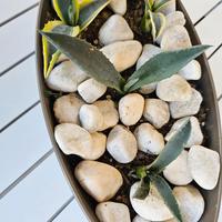 4 agave americane 