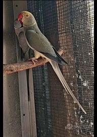 Coppia Parrocchetto dal collare cleartail