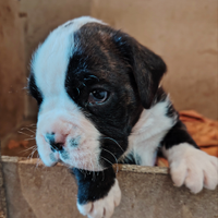 Cucciolo di boxer