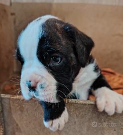 Cucciolo di boxer