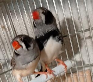 Solo soggetti selezionati e MAGGIORATI