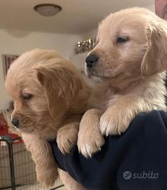Cuccioli golden retriever