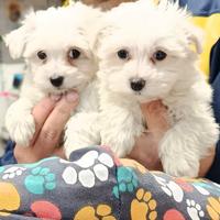 Cuccioli di maltese mini