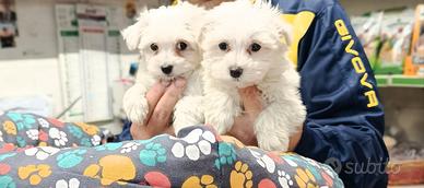 Cuccioli di maltese mini