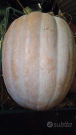 semi di zucca 