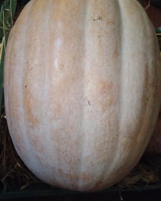 semi di zucca 