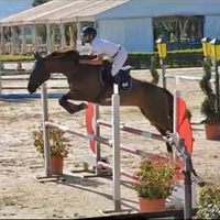Cavallo da salto ostacoli