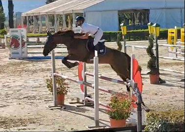 Cavallo da salto ostacoli