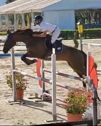 Cavallo da salto ostacoli