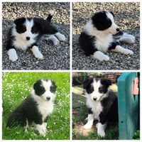 Splendido cucciolo di border collie