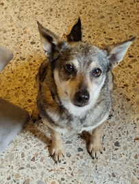 Magnifica lola: un tesoro prezioso d 10 kg