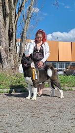 Akita americano Per accoppiamento