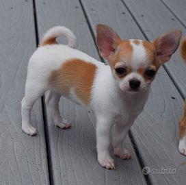 CHIHUAHUA MINI & CHIHUAHUA CUCCIOLI pag agevolato