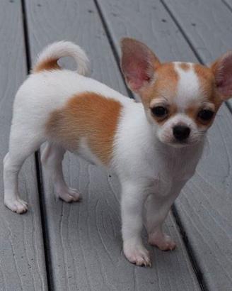 CHIHUAHUA MINI & CHIHUAHUA CUCCIOLI pag agevolato