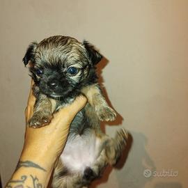 Chihuhua