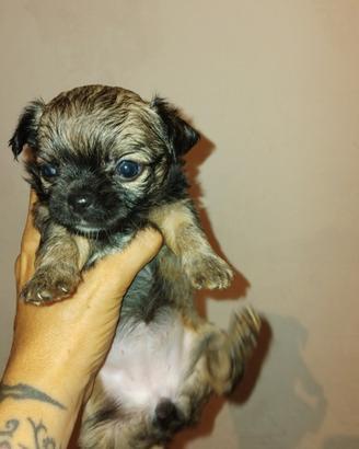 Chihuhua