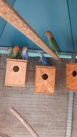 Inseparabili