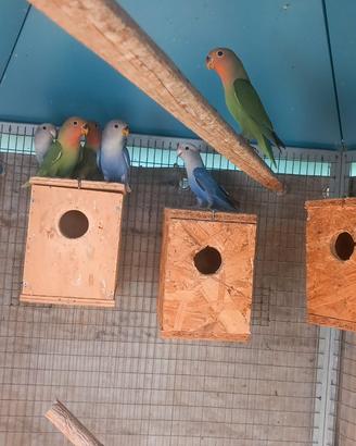 Inseparabili