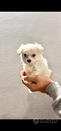 Cucciola di Maltese
