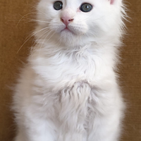 Cuccioli di Maine coon