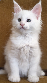Cuccioli di Maine coon