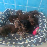 Bassotto cioccolato cuccioli