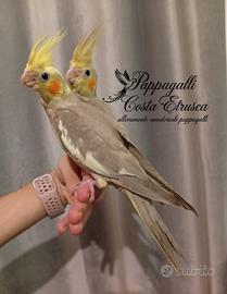 pappagallo - calopsite allevate a mano 