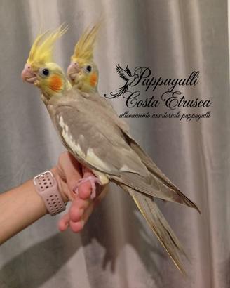 pappagallo - calopsite allevate a mano 