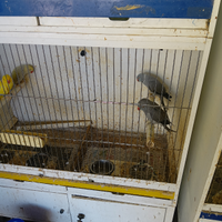 Parrocchetti dal collare