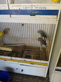 Parrocchetti dal collare