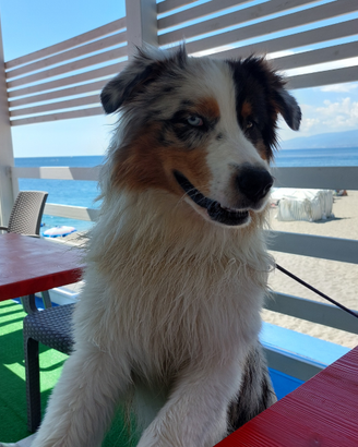 Shepherd pastore australiano