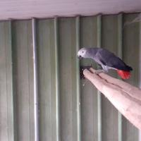 Pappagallo cenerino