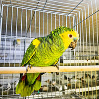 Amazzone fronte blu maschio 2017