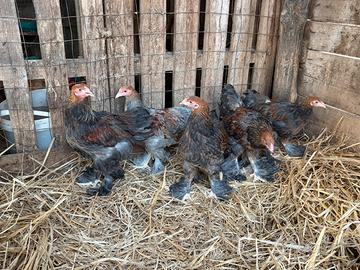 Galletti brahma nano perniciato oro a maglie blu