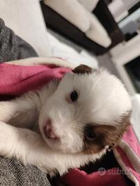 Cuccioli pastore australiano